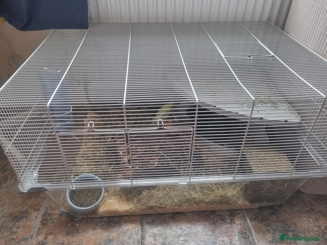 Guinea Pig rodents for sale: Male guinea pig and cage  - Image 1