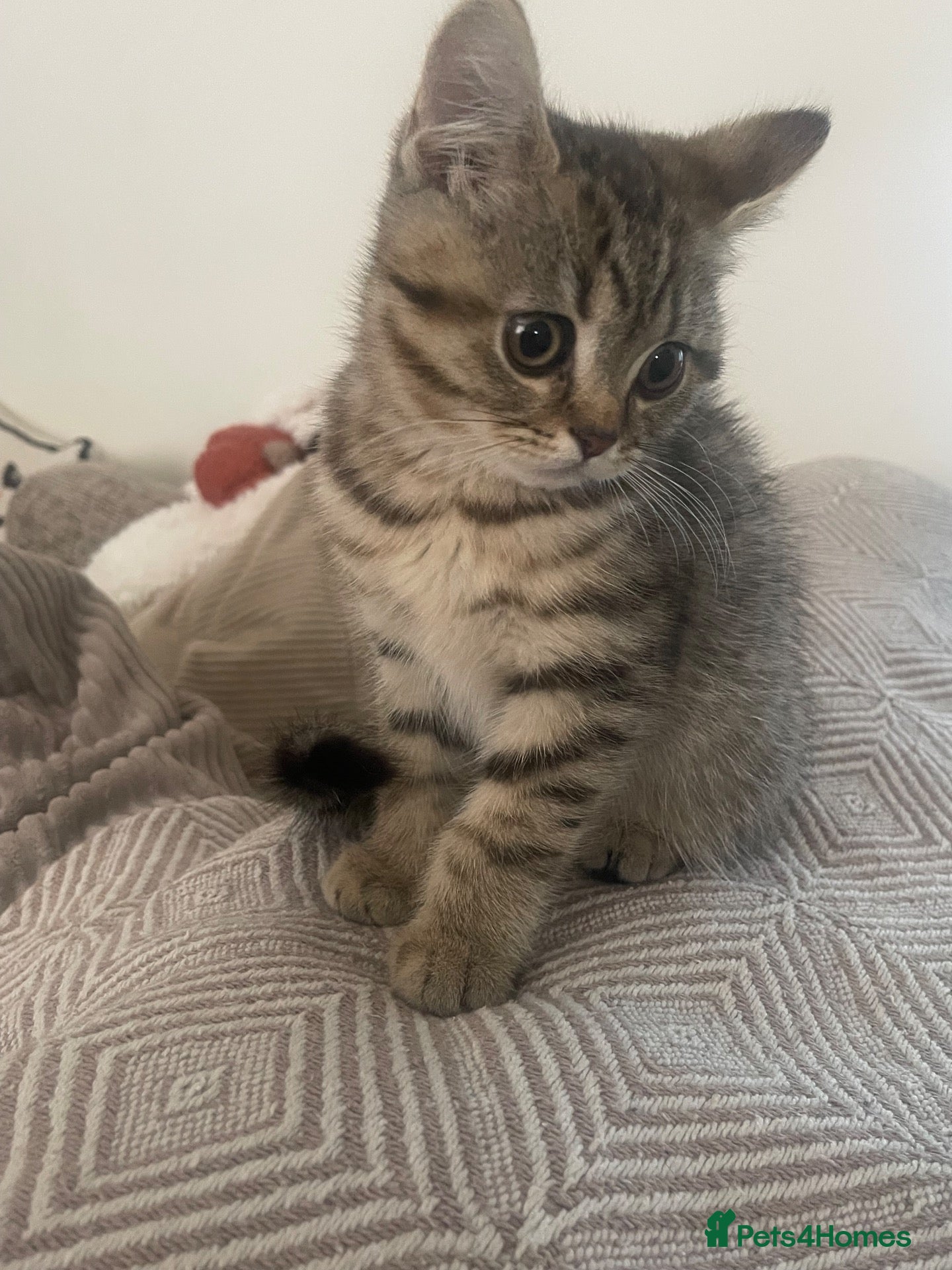 Scottish Fold cats 1 kitten ready now! ❤️ price reduced❤️ - Advert 12