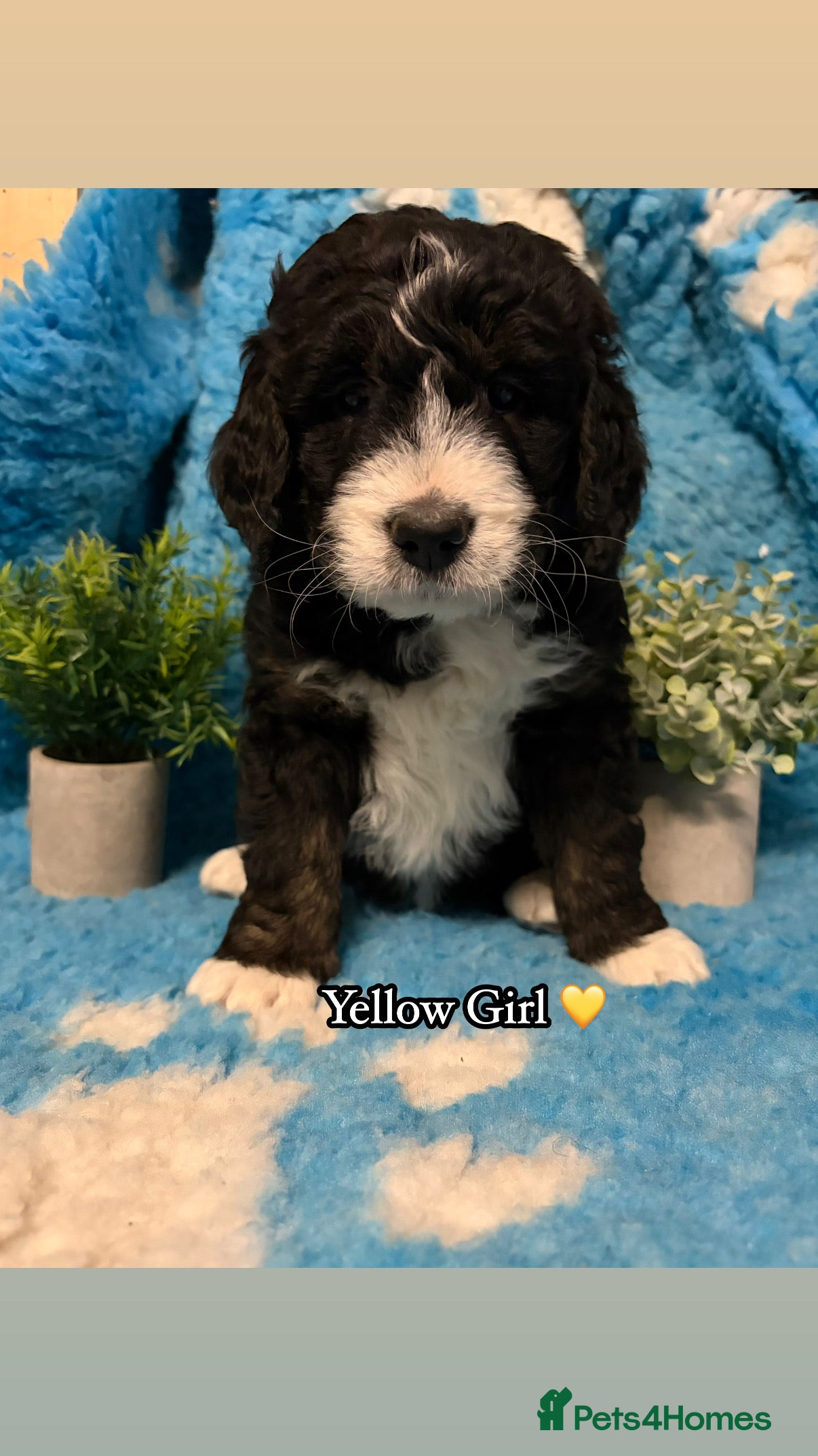 Bernedoodle dogs 💙 Chunky Bernedoodles with TRI🩷 - Advert 1