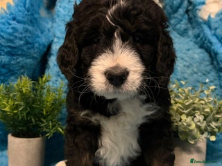Bernedoodle dogs 💙 Chunky Bernedoodles with TRI🩷 - Advert 1