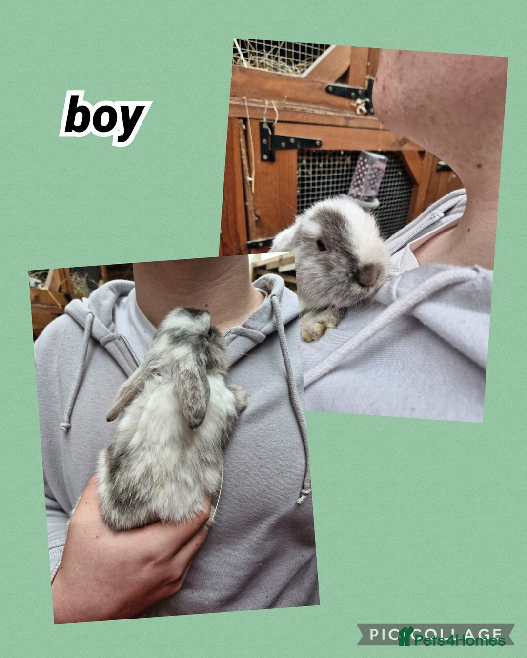 Mini Lop rabbits for sale: ** mini lops available now** - Advert 5