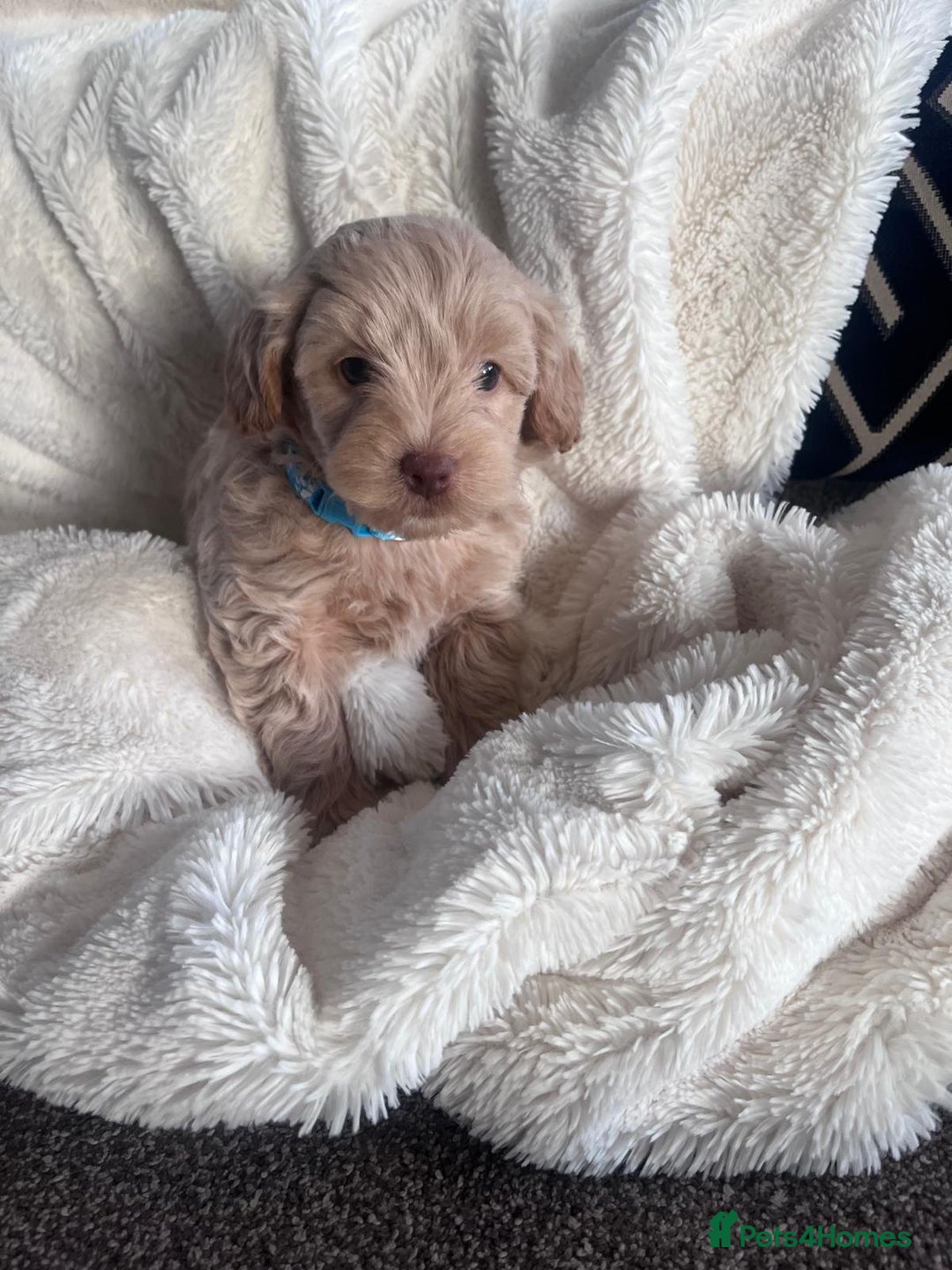 Maltipoo dogs for sale: Toy Maltipoo Puppies - Advert 5