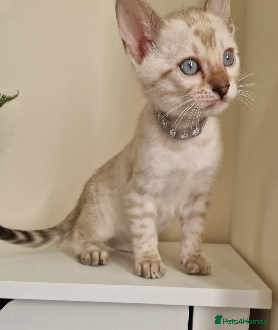Bengal cats for sale: Stunning Glittered Pedigree Benga kittens  - Image 7