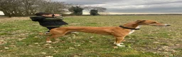 Mixed Breed dogs for stud: Saluki/greyhound. collie/bull greyhound  - Advert 3