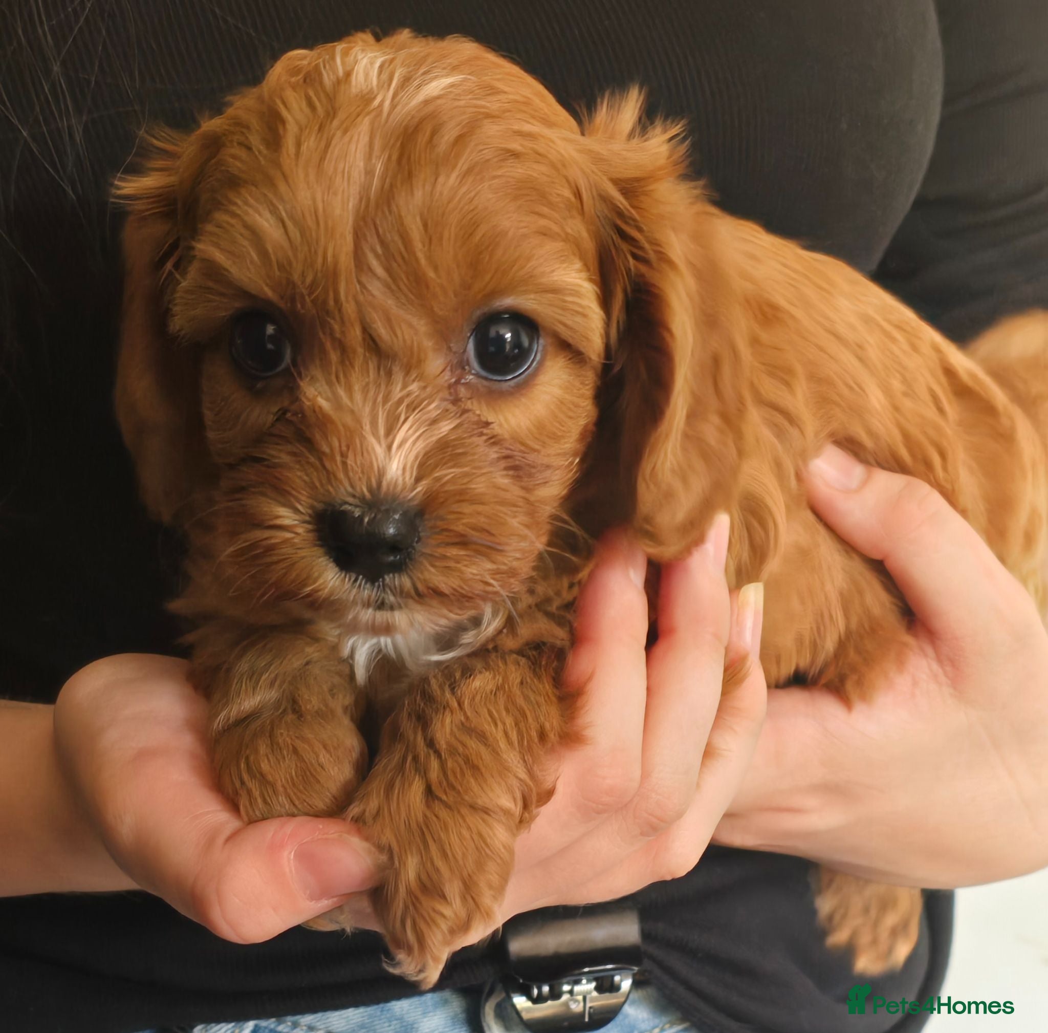 Cavapoo dogs Fox Red f1 cavapoo puppies  - Advert 1