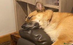 Mixed Breed dogs for adoption: ❤️🐶 LEIA- amazing 5 year-old GSD girl❤️🐶  - Image 11