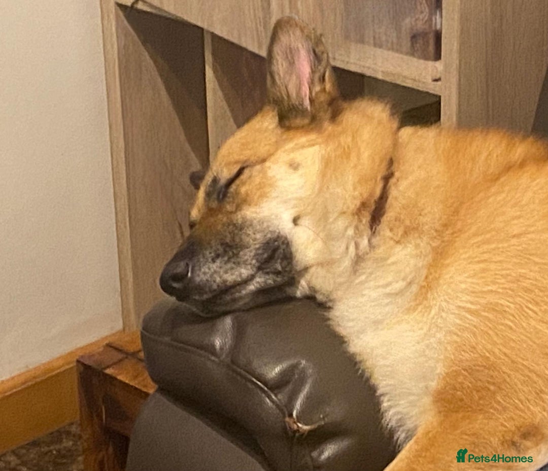 Mixed Breed dogs for adoption: ❤️🐶 LEIA- amazing 5 year-old GSD girl❤️🐶  - Image 11