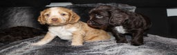 Cocker Spaniel dogs for sale: Beautiful KC reg Cocker Spaniel Pups - Advert 24