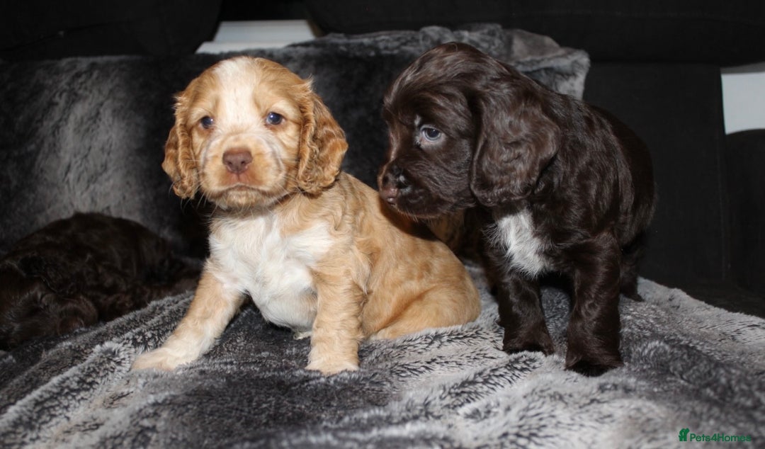 Cocker Spaniel dogs for sale: Beautiful KC reg Cocker Spaniel Pups - Advert 24