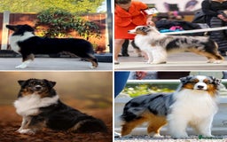 Australian Shepherd dogs for sale: Australian Shepherd puppies - Image 1