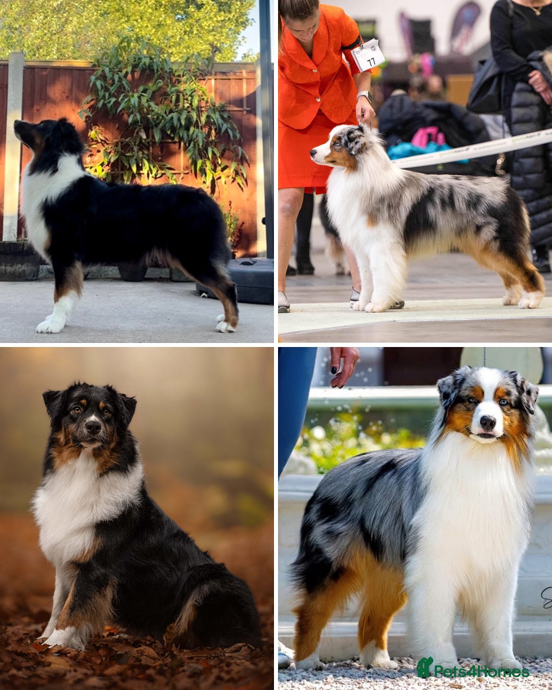 Australian Shepherd dogs for sale: Australian Shepherd puppies - Image 1