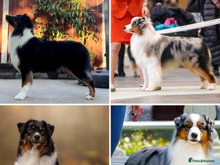 Australian Shepherd dogs - Advert 4