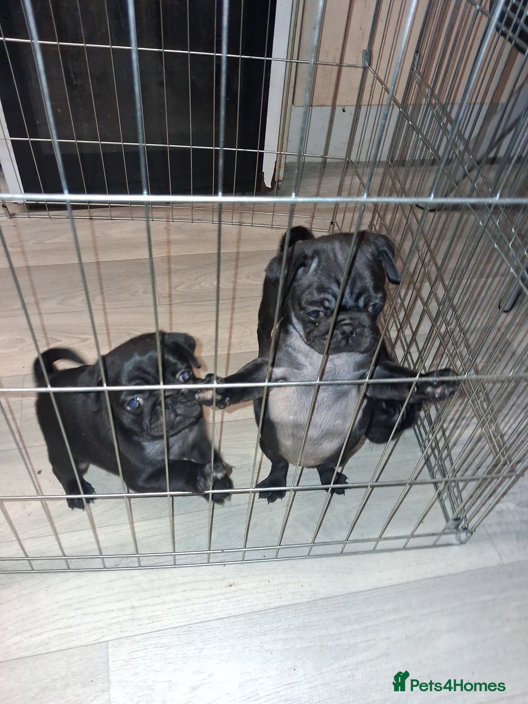 Pug dogs for sale: 5 adorable pug puppies for sale  - Advert 18