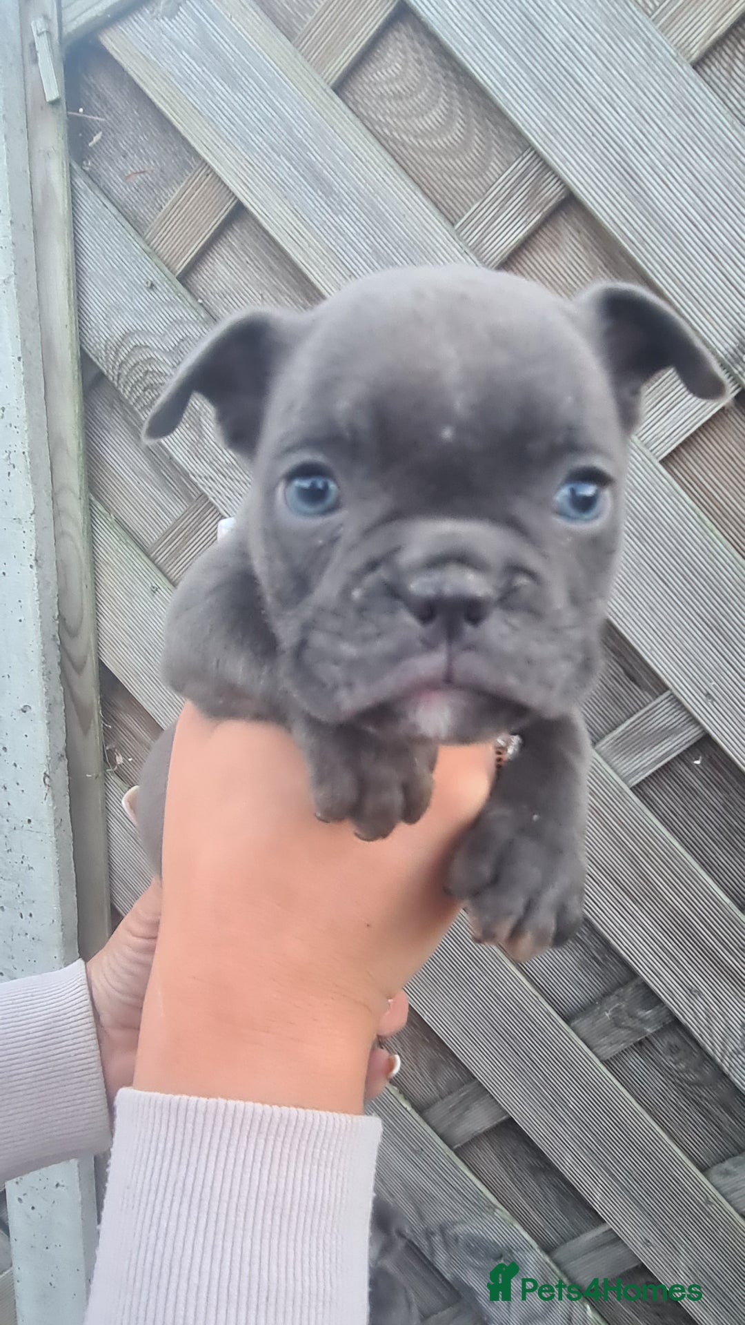 American Bully dogs for sale: Exotic American bully pups blood lines of bitcoin  - Image 15