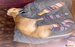 Mixed Breed dogs for sale: Lille  - Image 2