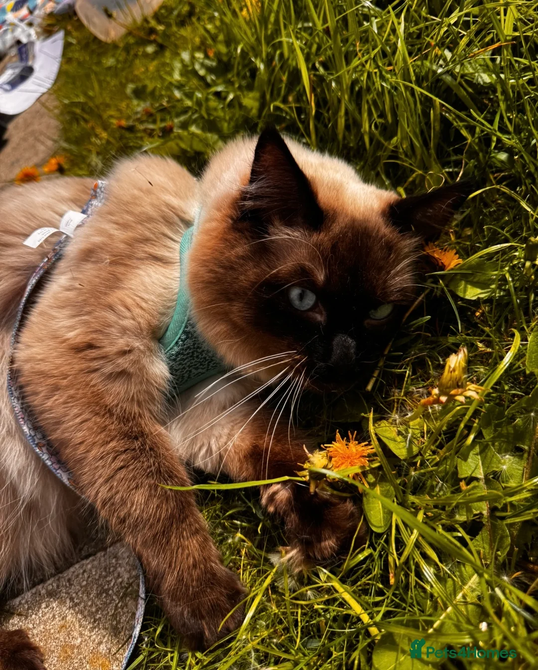 Ragdoll cats for sale: Seal point Ragdoll ‘Iggy’  - Advert 4