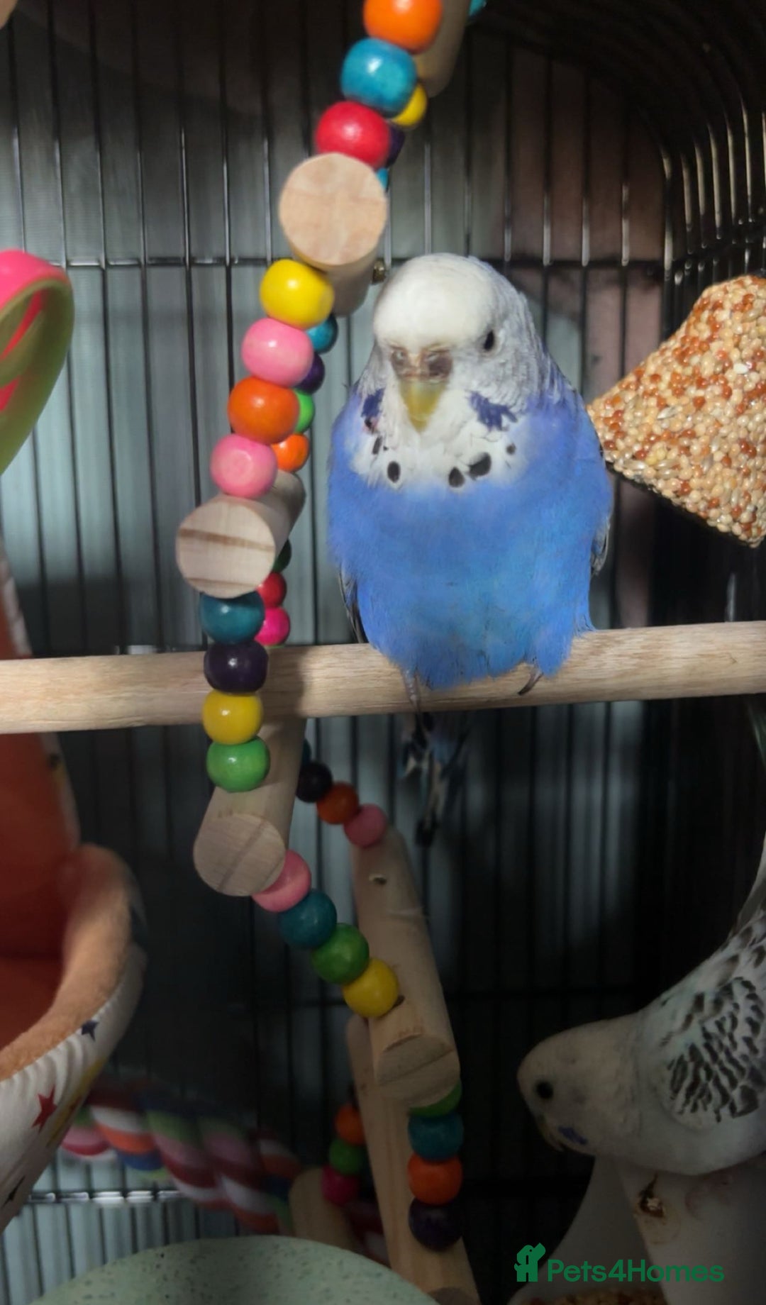 Budgerigars birds for sale: Aviary budgies - Image 2