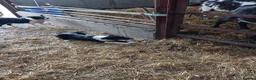 Border Collie dogs for sale: Border Collie Dog in Omagh - Advert 2
