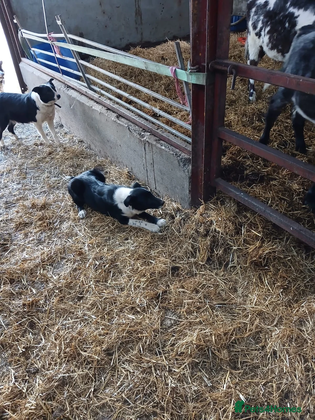 Border Collie dogs for sale: Border Collie Dog in Omagh - Advert 2