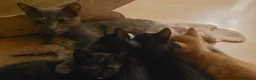 Mixed Breed cats for sale: Five Gorgeous Kittens Available! - Advert 4