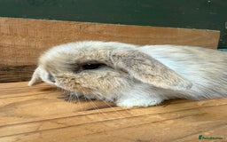 Mini Lop rabbits for sale: MINI LOP BUNNIES - pedigree  - Image 12