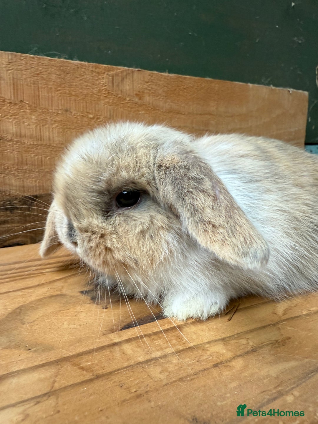 Mini Lop rabbits for sale: MINI LOP BUNNIES - pedigree  - Image 12