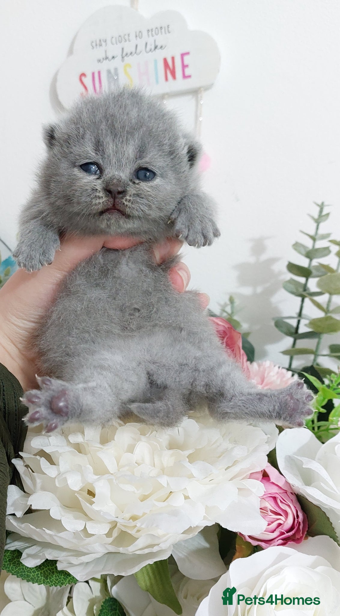 British Shorthair cats 🏆❤️‍🔥IMPECCABLE LAST BABY🌟CHAMPIONS🏆🐻🐾 - Advert 1