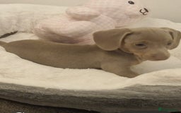 Dachshund dogs for sale: Beautiful Isabella pups exceptional quality  - Image 21