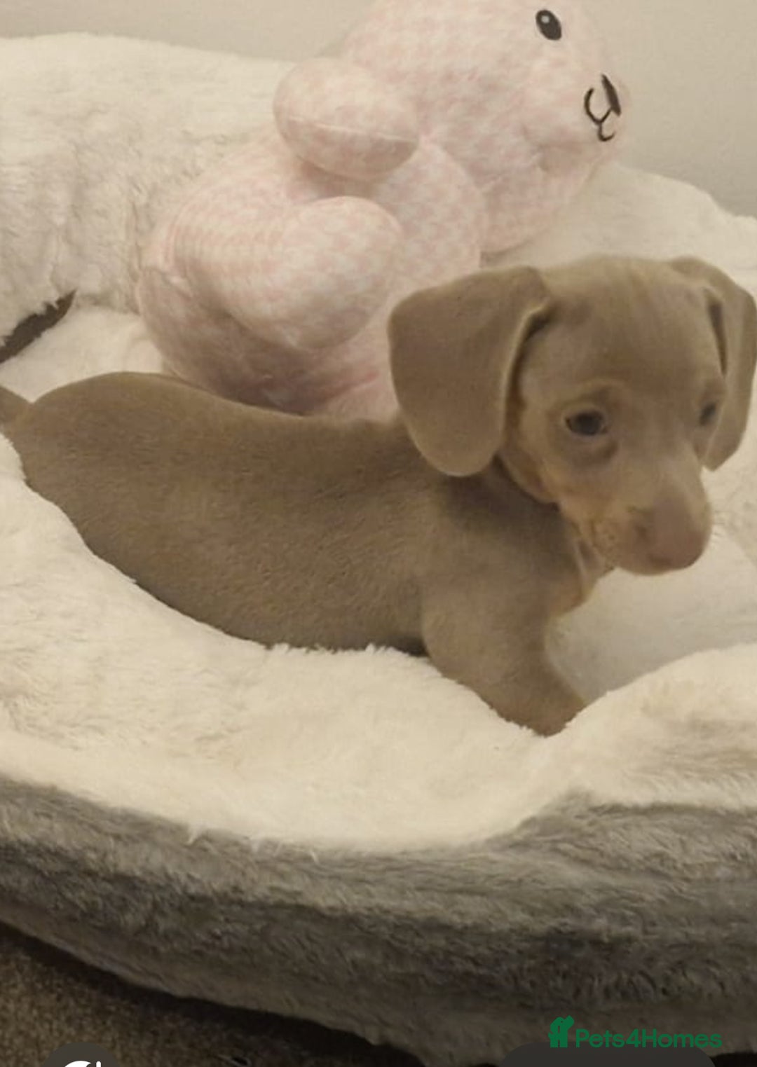 Dachshund dogs for sale: Beautiful Isabella pups exceptional quality  - Image 21