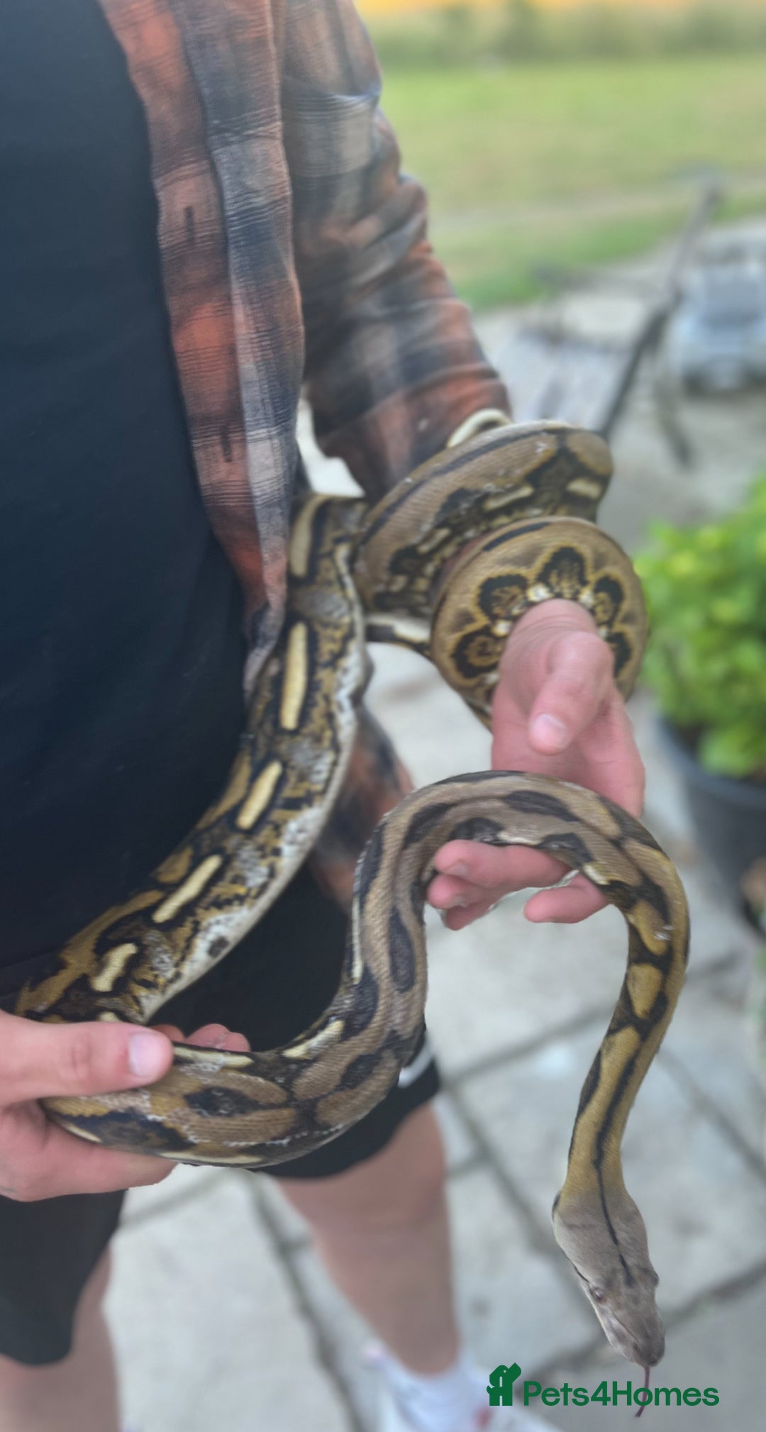 Python Snake reptiles for sale: Retic python  - Advert 4