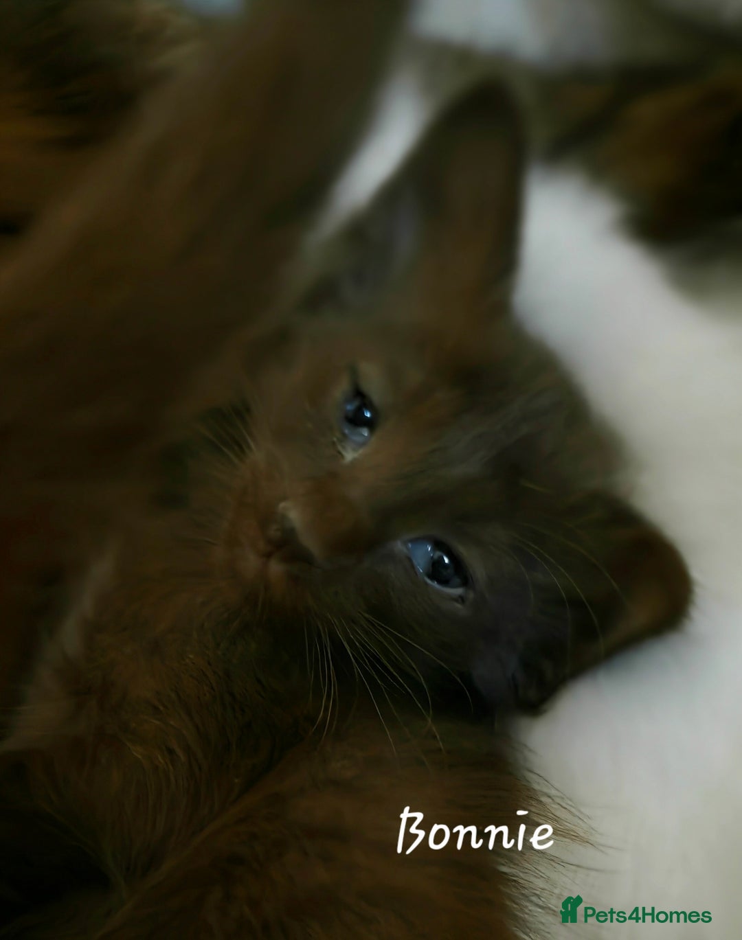 Oriental cats for sale: Beautiful GCCF registered Oriental Longhair girls - Image 5