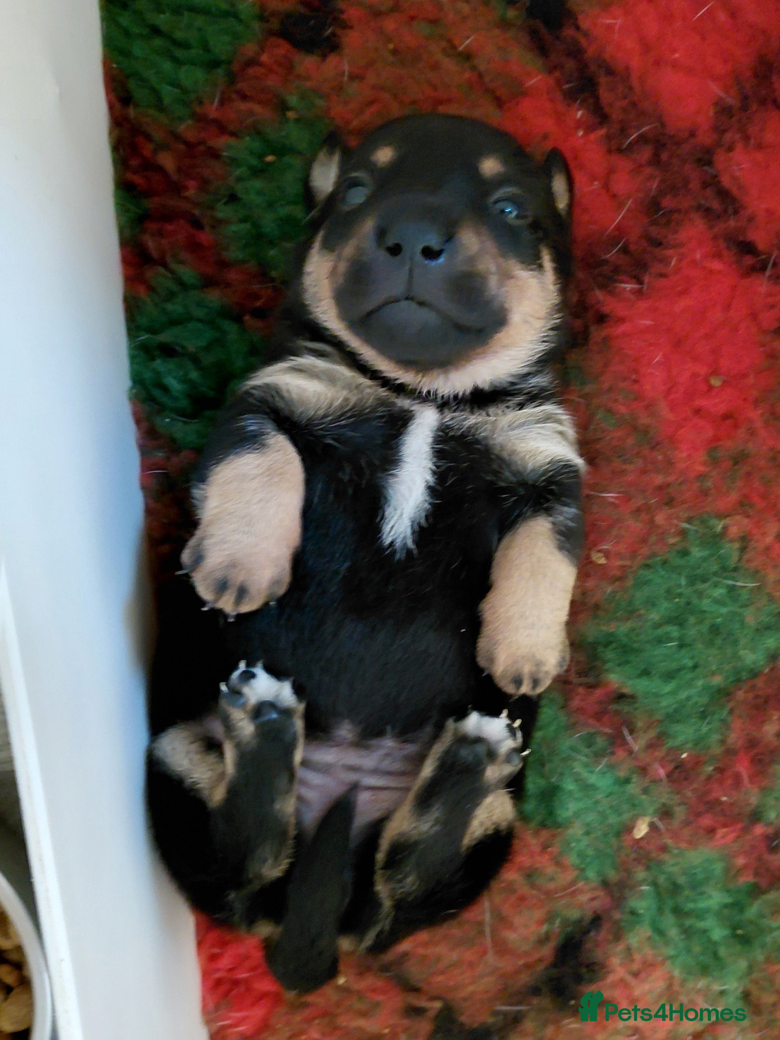 Jack Russell dogs Jack Russell Female - Advert 2