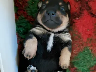 Jack Russell dogs Jack Russell Female - Advert 2