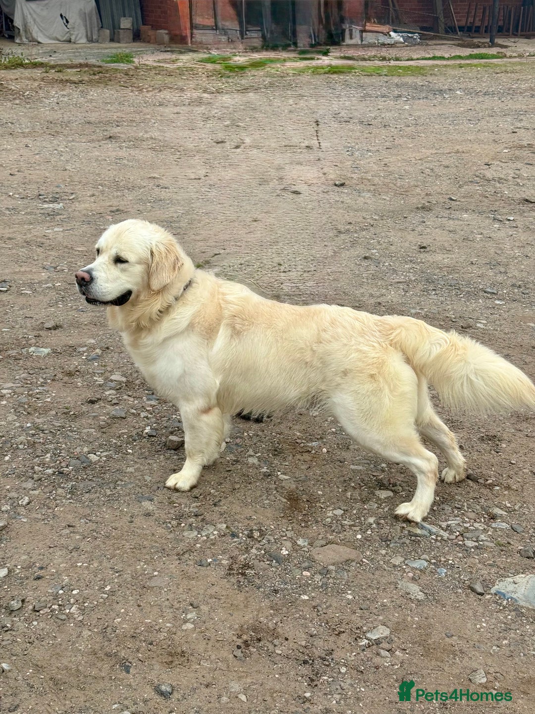 Golden Retriever dogs for stud:  dna tested clear proven golden retriever stud - Advert 2