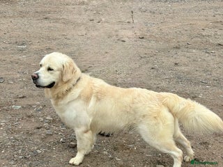Golden Retriever dogs dna tested clear proven golden retriever stud - Advert 1