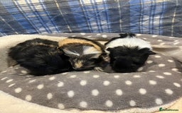 Guinea Pig rodents for sale: Lots of lovely baby guinea pigs - Image 11