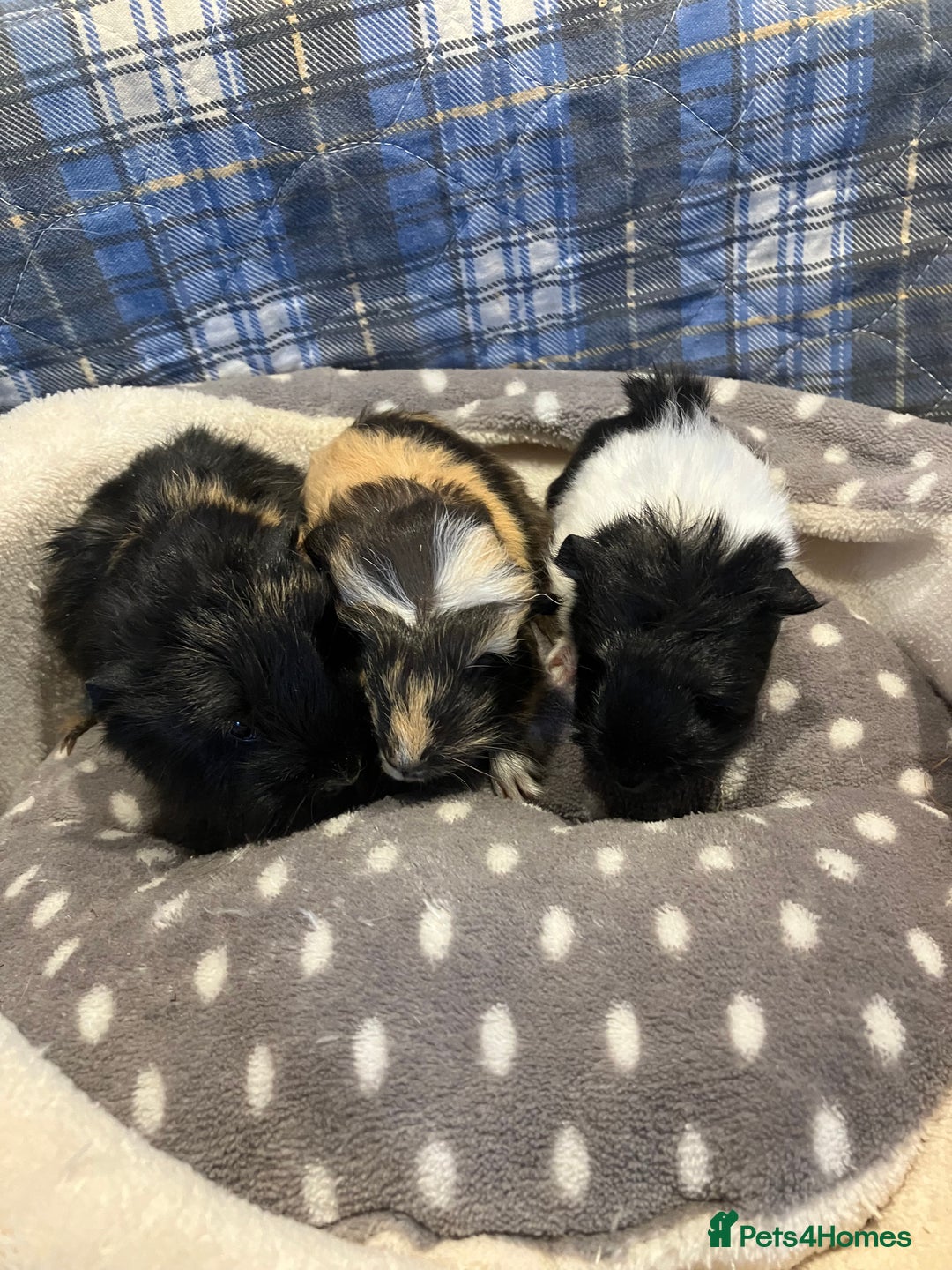 Guinea Pig rodents for sale: Lots of lovely baby guinea pigs - Image 11