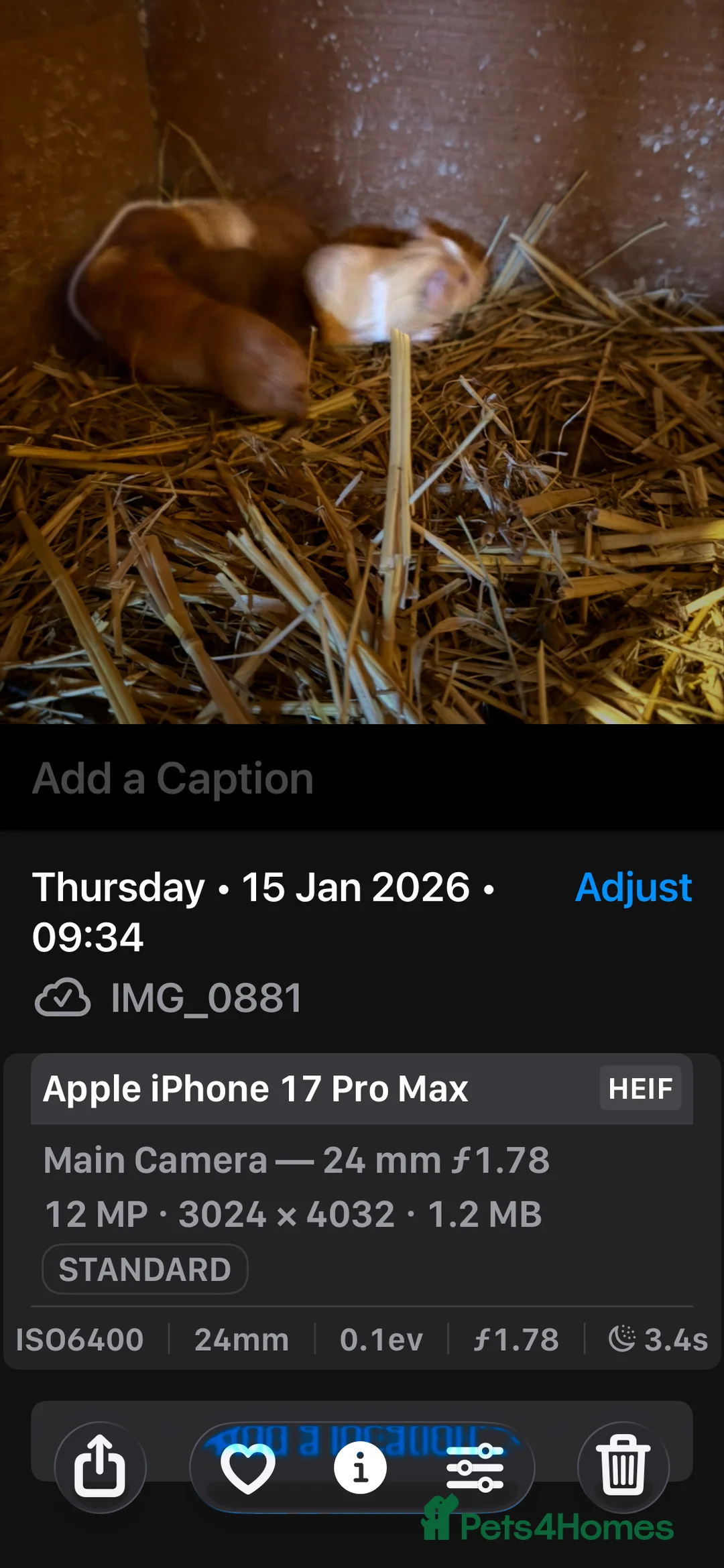 Guinea Pig rodents for sale: More sows than boars teddy’s x calis - Advert 2