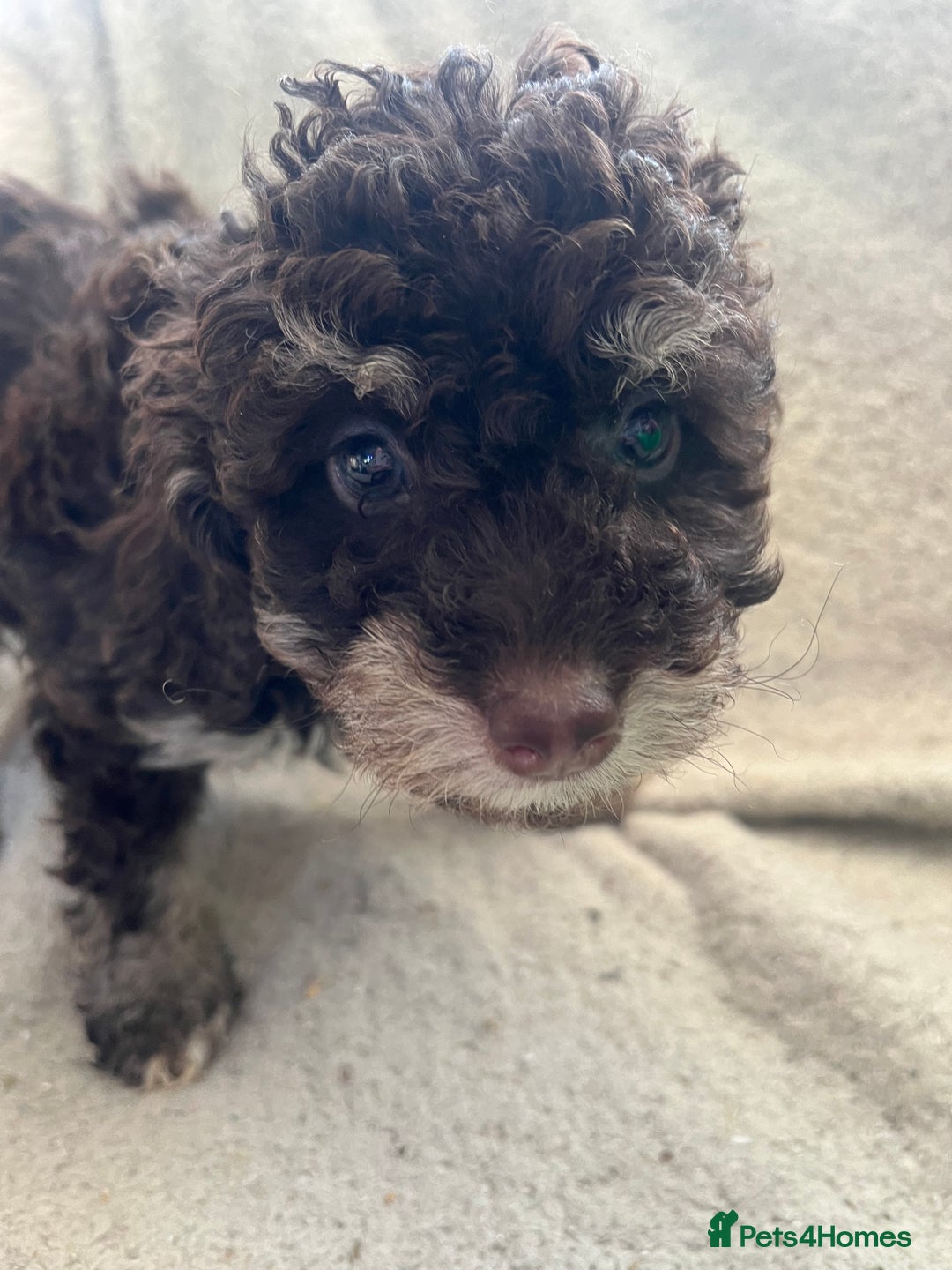 Toy Poodle dogs for sale: Toy poodle puppies - Advert 6