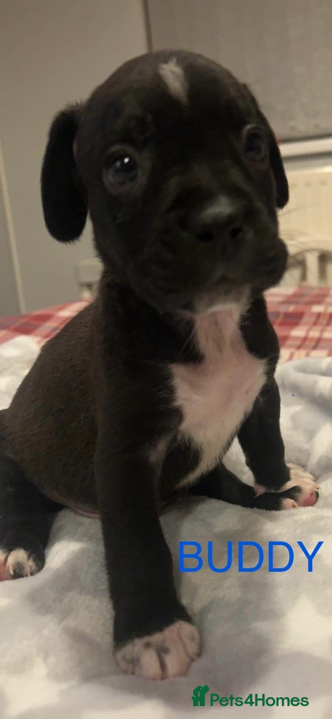 Mixed Breed dogs 2 BEAUT MALES & 1 PRINCESS FEMALE PUPPIES - Advert 2