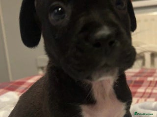 Mixed Breed dogs 2 BEAUT MALES & 1 PRINCESS FEMALE PUPPIES - Advert 17