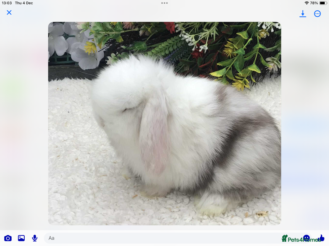 Mini Lop rabbits for sale: Mini lop buck - Advert 6
