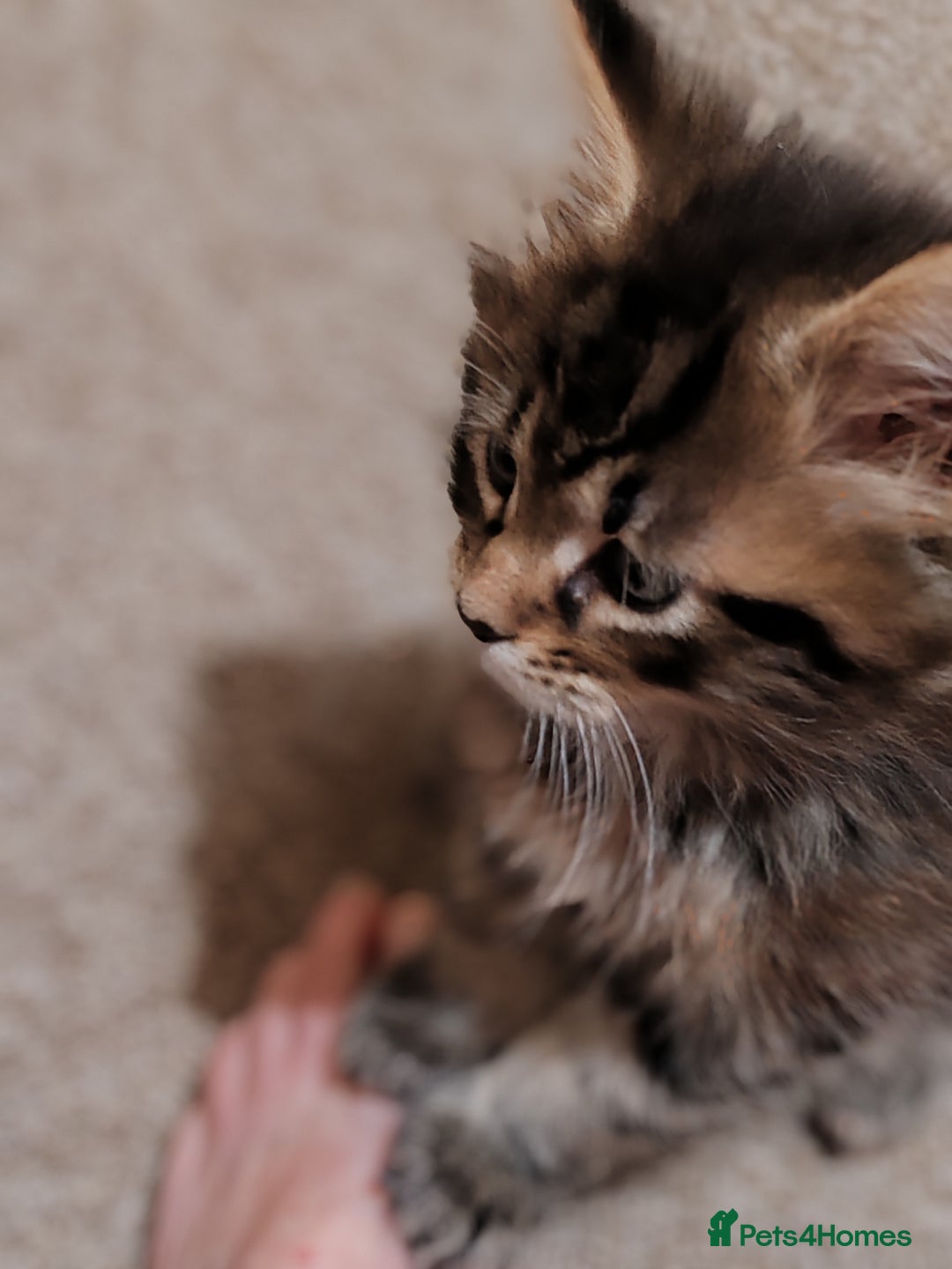 Maine Coon cats for sale: Vilma V.  - Advert 3