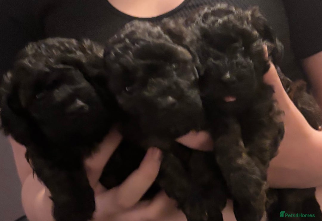 Yorkiepoo dogs for sale: Beautiful yorkipoo puppies - Image 17