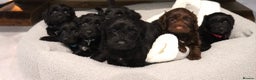 Cockapoo dogs for sale: Beautiful Cockapoos looking for their forever home - Advert 20