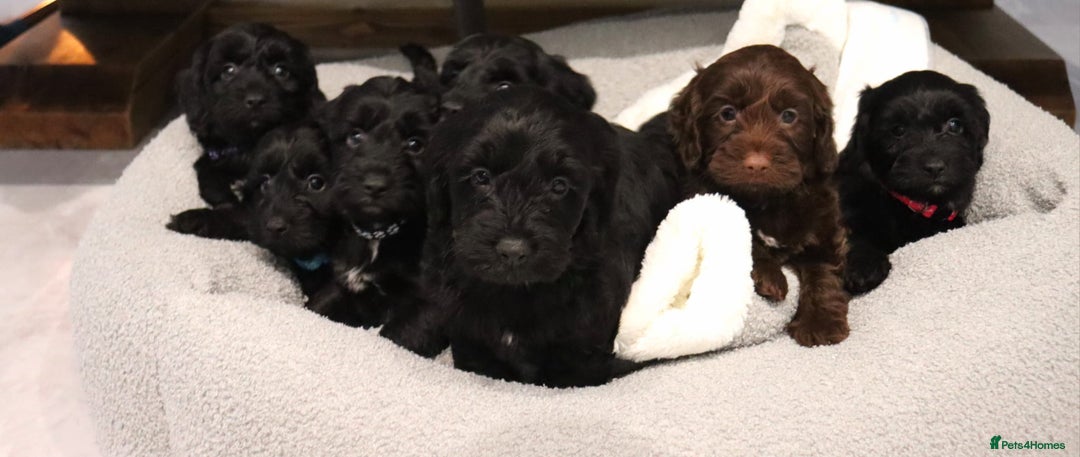 Cockapoo dogs for sale: Beautiful Cockapoos looking for their forever home - Advert 20