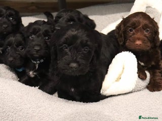 Cockapoo dogs Beautiful Cockapoos looking for their forever home - Advert 1