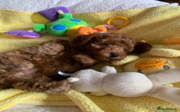 Toy Poodle dogs for sale: One of a kind deep red toy poodle boy - Image 13