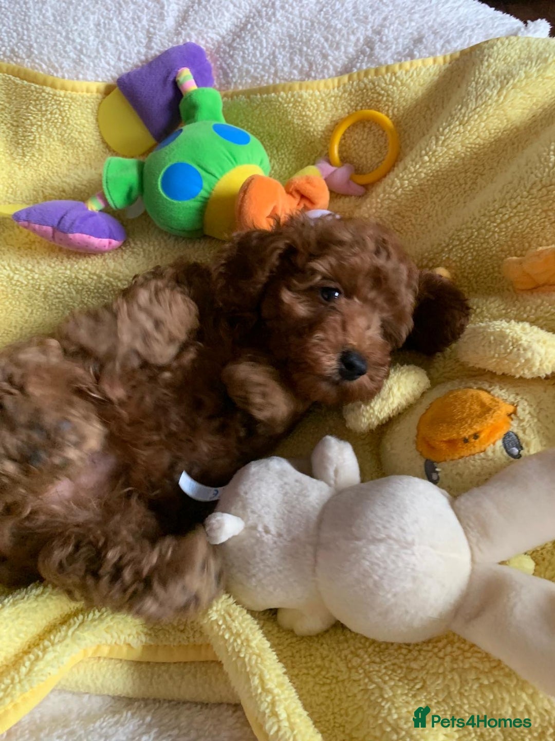 Toy Poodle dogs for sale: One of a kind deep red toy poodle boy - Image 13