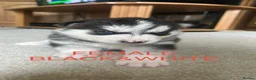 Siberian Husky dogs for sale: PURE SIBERIAN HUSKY PUPS - Advert 14